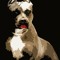 PitbullsinLipstick