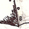 senru