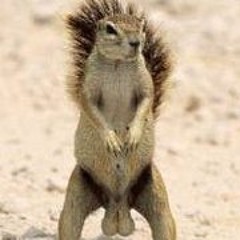 squirrel1975