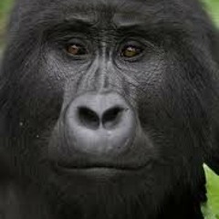 Willie McBride  (The Green Fields of France)