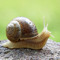 snailsbury