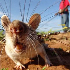 4ty6x a.k.a 小林 汗