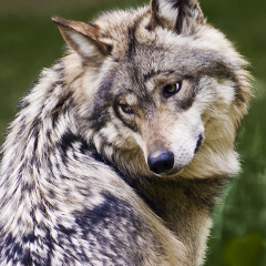 The Gray Wolf