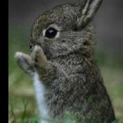 Miguel Michael Rodriguez