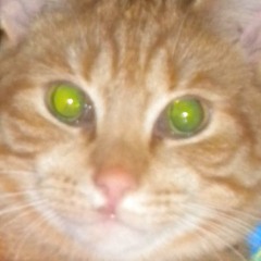 Lord Xeroth