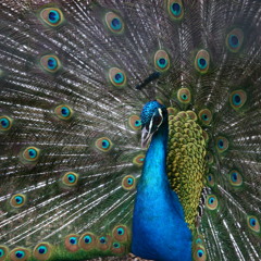 peacock one