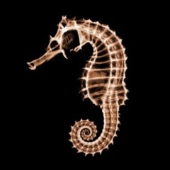 seahorse_shnizzle