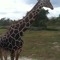 giraffek