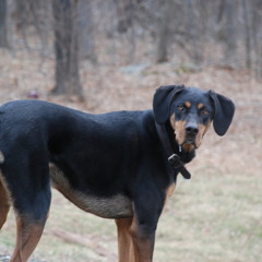 jaxx27
