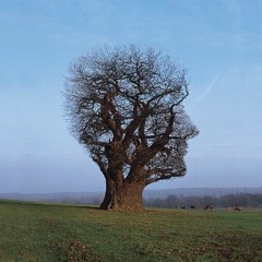 Fusique - Solaris Heights