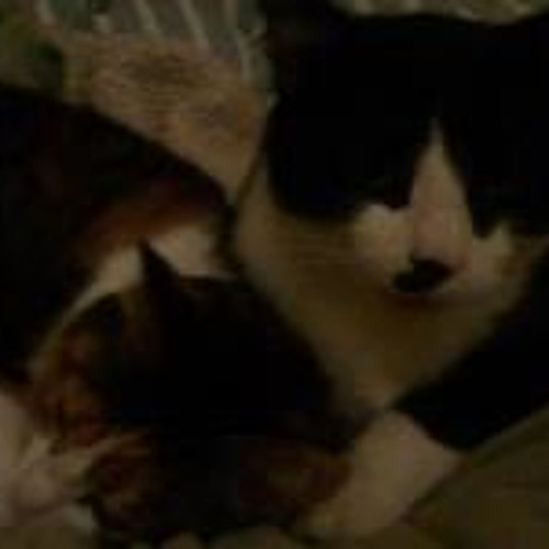 Melodische Studien für die linke Hand für Klavier von L. Birkedal-Barfod Op 19