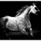 Ghosthorse