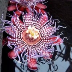 Elisabeth-Amy Caitlin