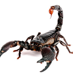 Scorpions // 2 High Heads