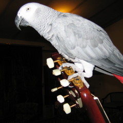 The Blackthorn Stick - 3 Parts - Susanne Vetter & Homayoon Saleh