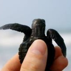 Joe Pepe Michael Gadsby