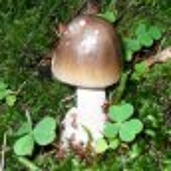 Do You Wanna Come Walk With Me / The Wolf