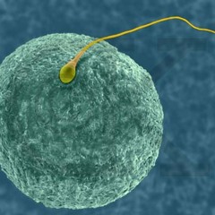 zYGOTE