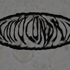 mitocondriaexperimental