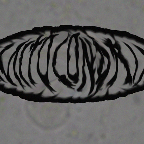 mitocondriaexperimental’s avatar