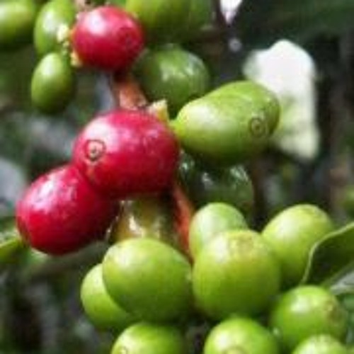 Stream Mujer que toma café music | Listen to songs, albums, playlists for free on SoundCloud Mujer que toma café