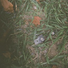 believe with graceful colors sitting in the tree near your building