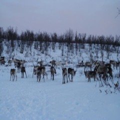 Turid Franziska Holst