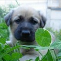 Adiv Tomas Cifuentes