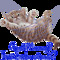 Danniella1