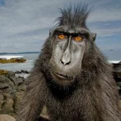 Macaco Maluco