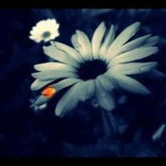Shifaa86
