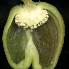 elvesubio