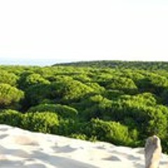 Alberto J. Dorado Sánchez