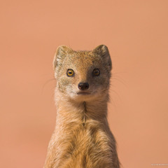 gringofuckingchicken