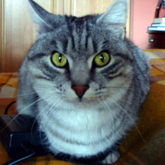 Purrrrrfffect