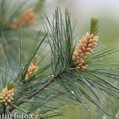 White Pine