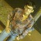 Anirudh Pathak