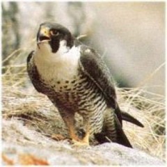 Protagon Antagon