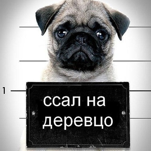 Alina_Glanenko’s avatar