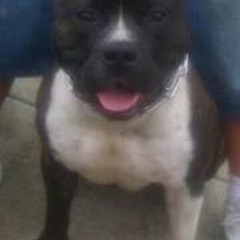 Miguel El Mostro Vazquez