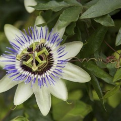 Adonaki
