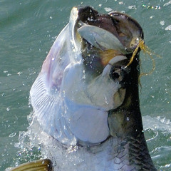 Tarpon