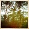 The Bayou