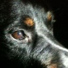 Lewis Showerman Hill