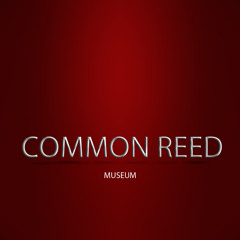 Common  Reed