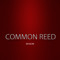 Common  Reed