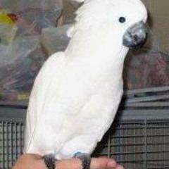 Amber Persilver Milam