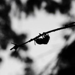 elliott, janke, angela, and blackeney, live in greensboro