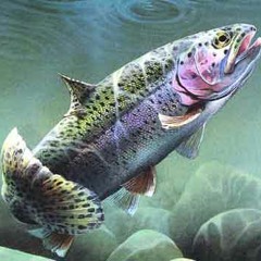 Rainbow Trout