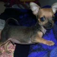 Simon Pana Estrada Blanco